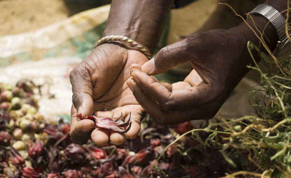 Mauritania: Mauritania Promotes Mineral and Agricultural Assets and Promises Reforms to Attract Investors