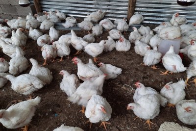 A major US-funded project aimed at boosting Lesotho’s chicken farming industry has been canned.
