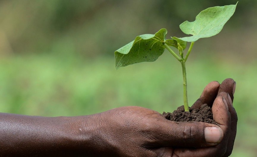 Africa: Toolbox to Benefit Velocity up Meals Systems Transformation thumbnail