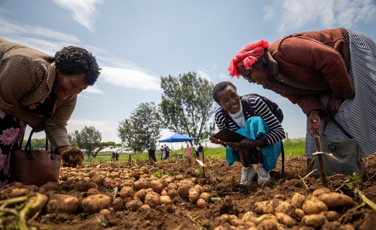 Africa: New Potato Variety Offers a Lifeline to Farmers Battling Blight