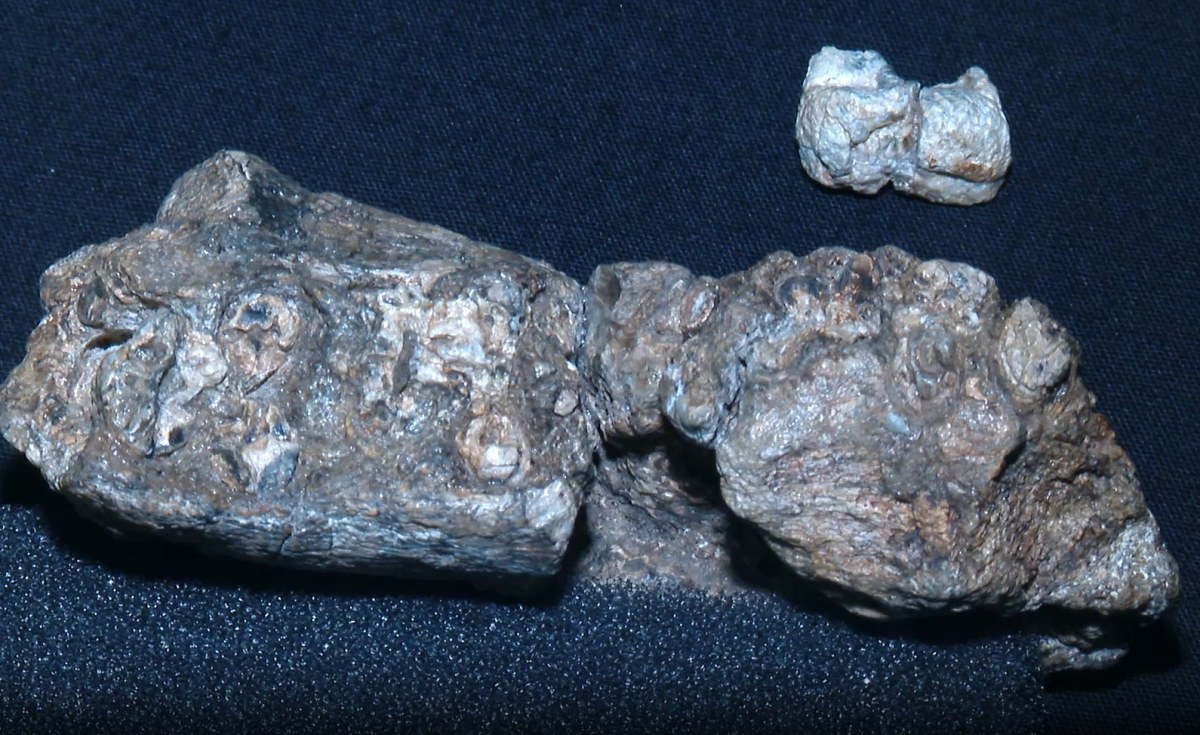Ethiopia: 2.6 Mn Years Old Hominin Species Fossil Found in Ethiopia's Afar