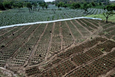 L'Agriculture à Addis-Abeba