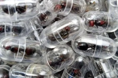 Some ants were recovered in test tubes while others were concealed in tissue paper rolls.