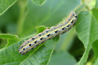 Chenille legionnaire
