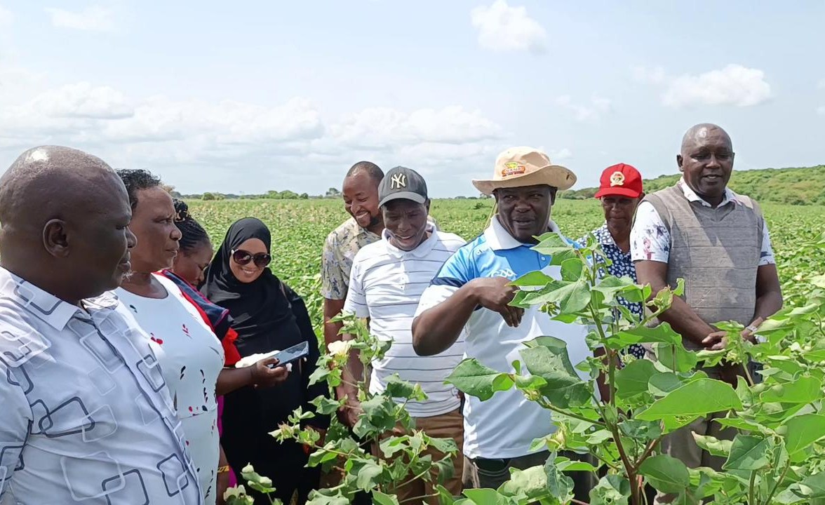 Kenya: From Boom to Bust and Back: Kenyas Long Cotton Journey