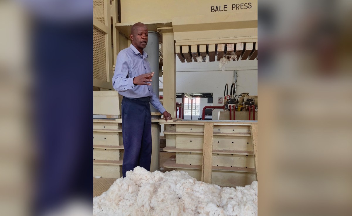 Angola: Cotton Revival In Busia - Hope Grows Amid Small Farms, Dry Spells And a Silent Ginnery