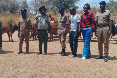 Cross-border cattle heist busted