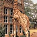Giraffe Manor