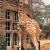 Giraffe Manor