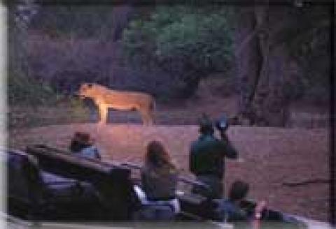 Nkwali Camp Luangwa Zambia