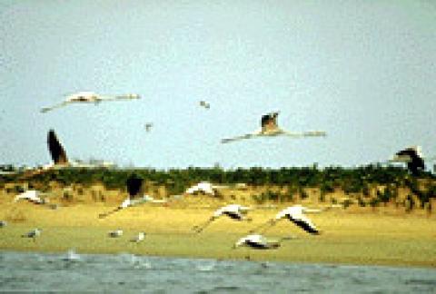 Djoudj National Bird Sanctuary (Park)