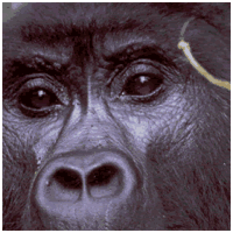 Bwindi Impenetrable National Park