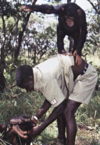 Chimfunshi Wildlife Orphanage