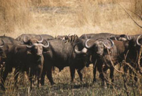 Kasungu National Park