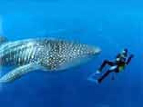Diving on Boa Island