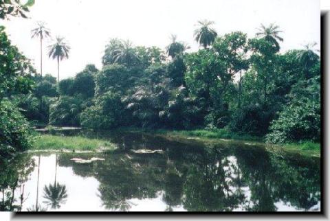 Abuko Nature Reserve