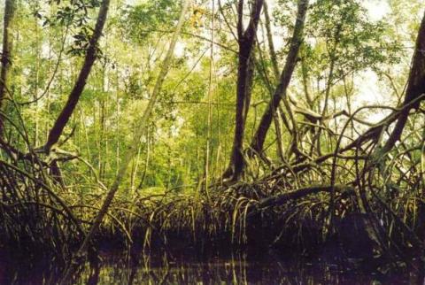 Parc National de la Comoë