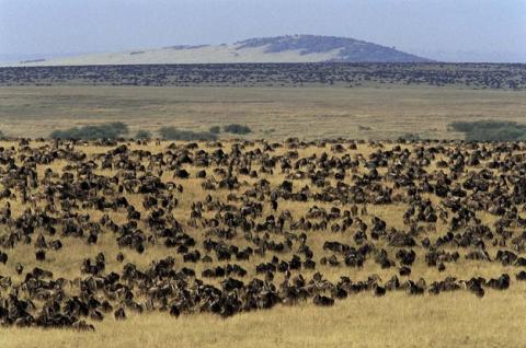 Masai Mara National Reserve
