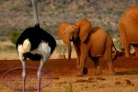 List of Puntland Universities, Somalia