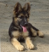 Blueline-kennels